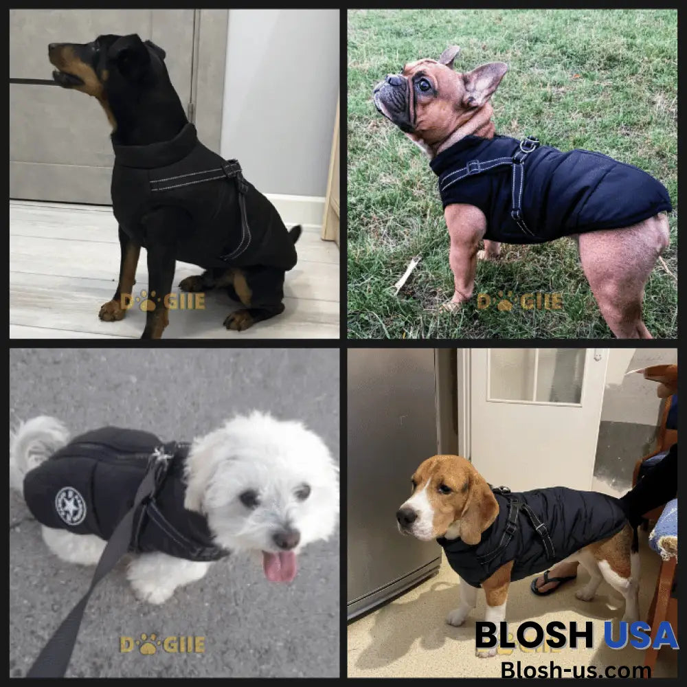 Waterproof Winter Dog Jacket With Built-In Harness Black / S